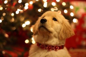 Merry Christmas from Luscious - mylusciouslife.com - puppy at christmas.jpg